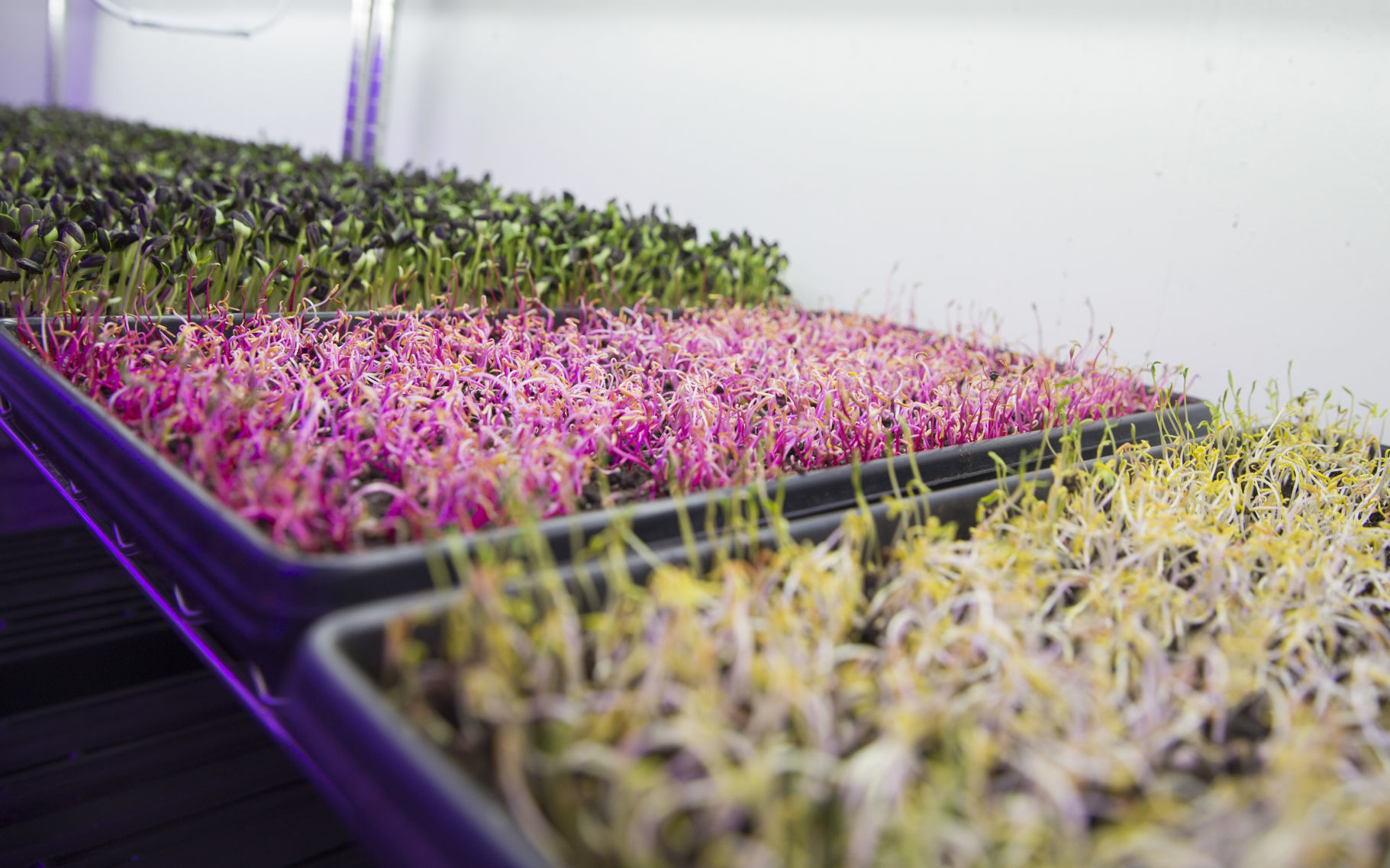 081619kw-micro-greens-03